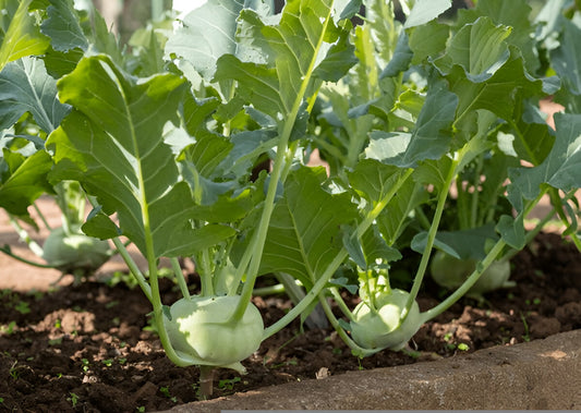 Kohlrabi