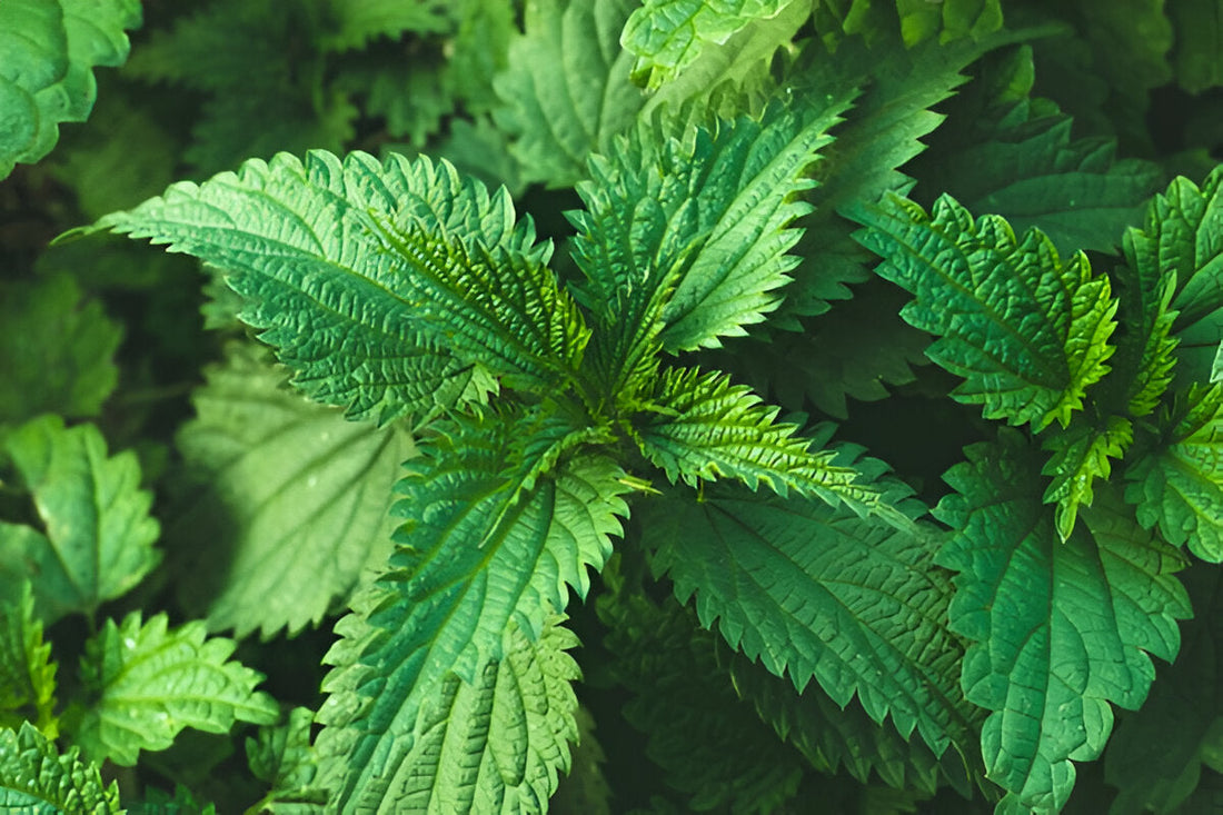 Stinging Nettle