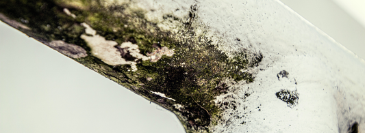 Mold Toxicity and Histamine Intolerance: The Hidden Trigger